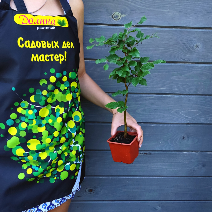 Бук европейский, С5 (100-125 см) - Dolinasad.by