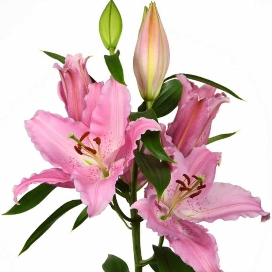 Лилия Катемака Лилия Катемака - Dolinasad.by