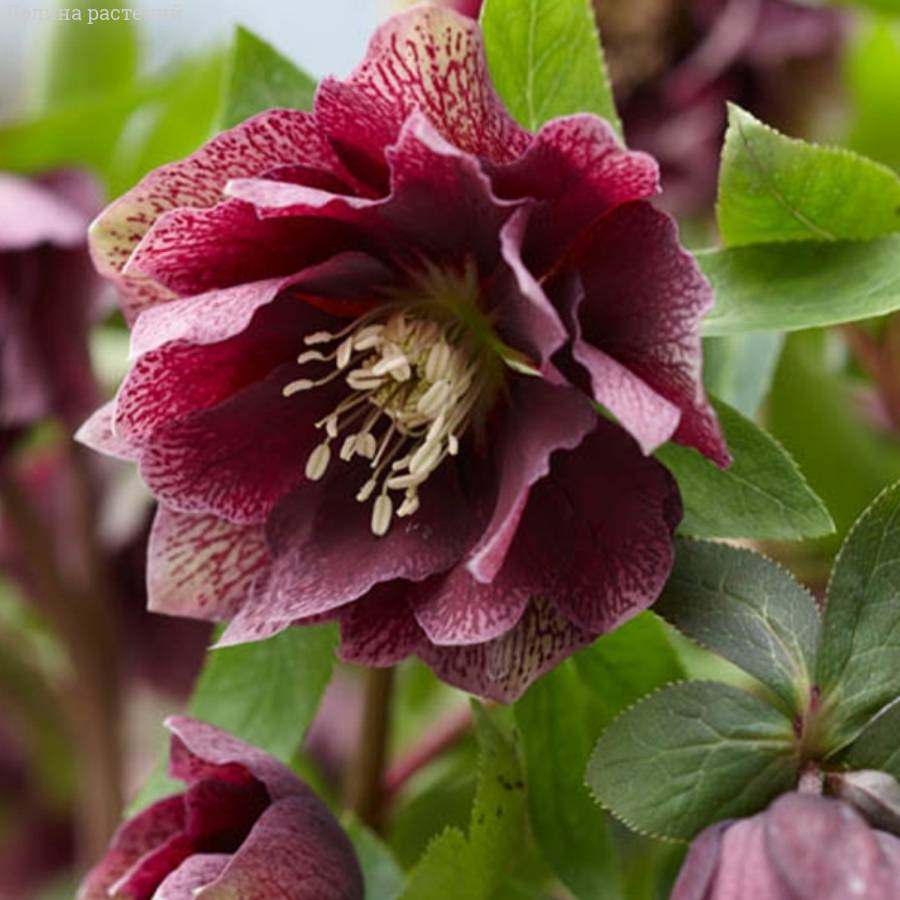 Морозник Дубль Ред Споттед - Dolinasad.by