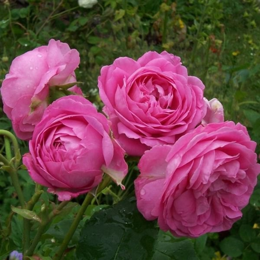 Роза Луис Одьер Роза Луис Одьер - Dolinasad.by