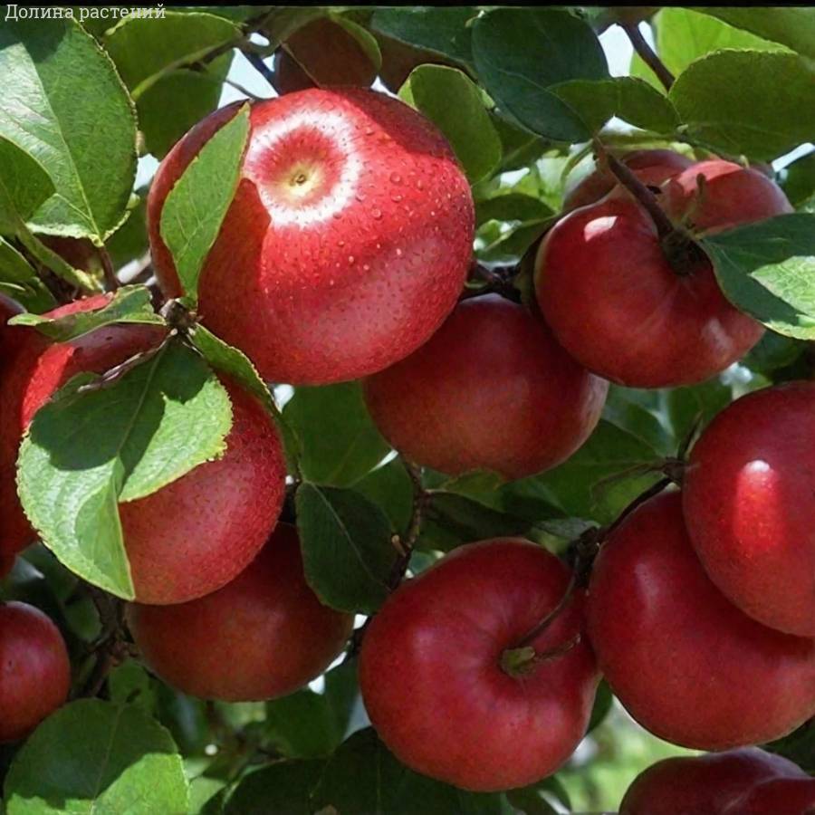 Яблоня Арнабель - Dolinasad.by