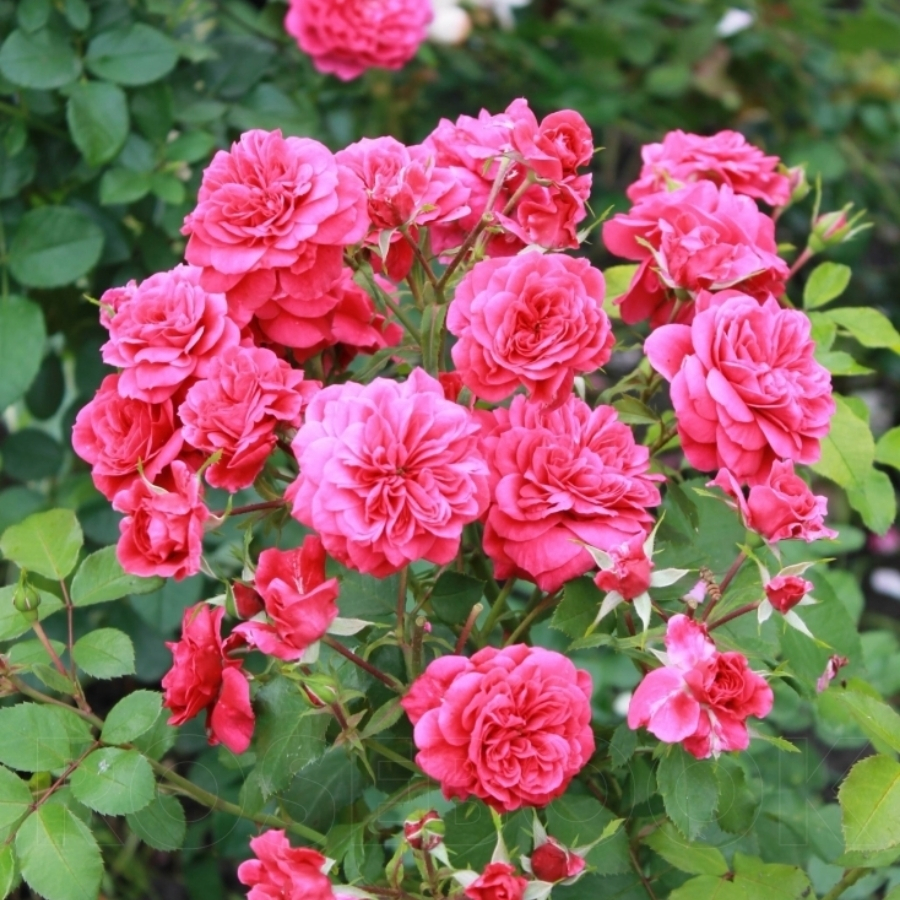 Роза Сангрия - Dolinasad.by