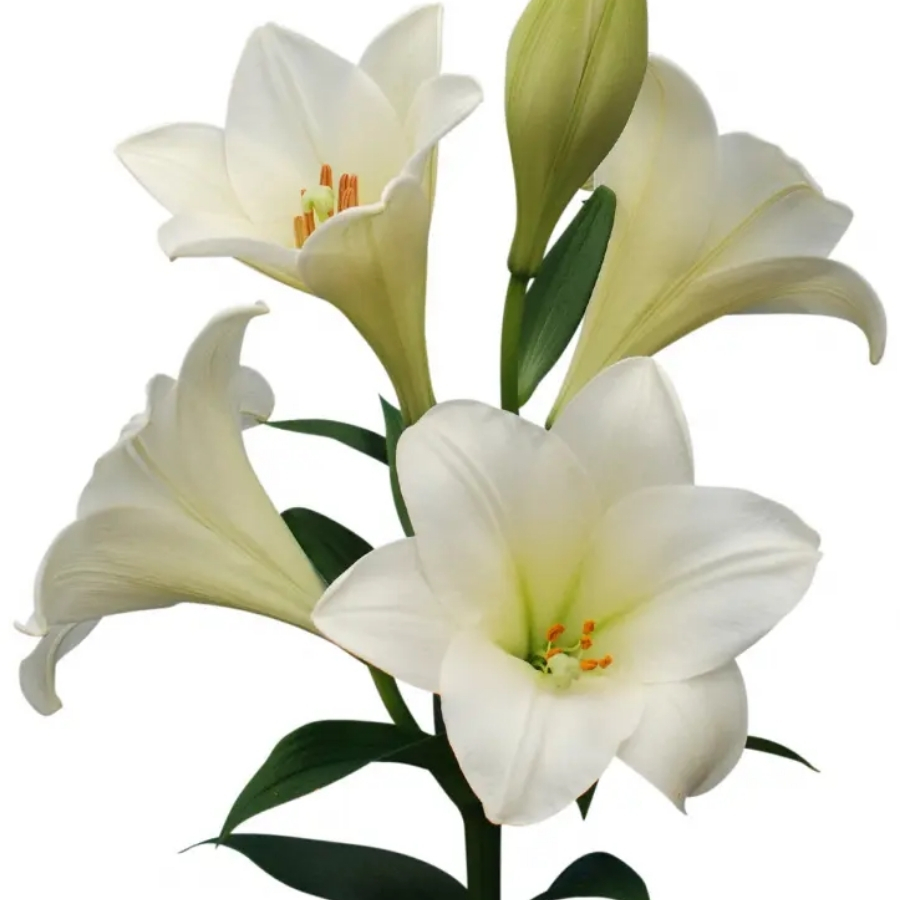 Лилия Вотч Ап - Dolinasad.by