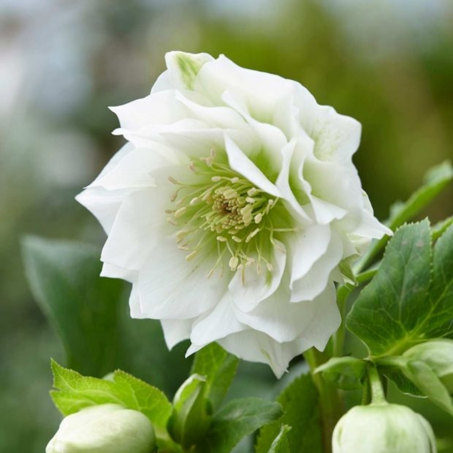 Морозник Дубль Вайт - Dolinasad.by