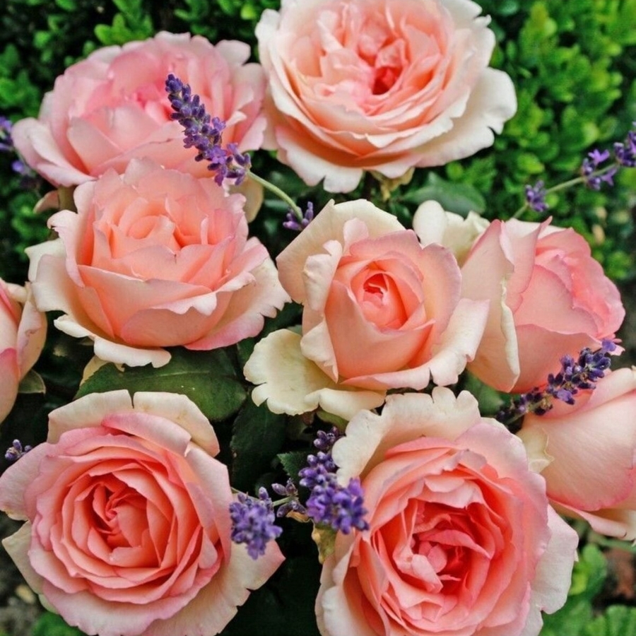 Роза Суиенер де Баден Баден Роза Суиенер де Баден Баден - Dolinasad.by