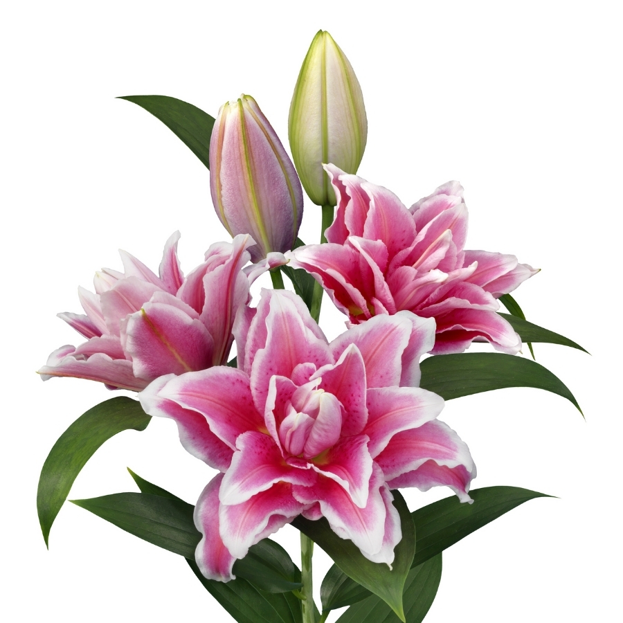 Лилия Роузлили Бьянка Лилия Роузлили Бьянка - Dolinasad.by