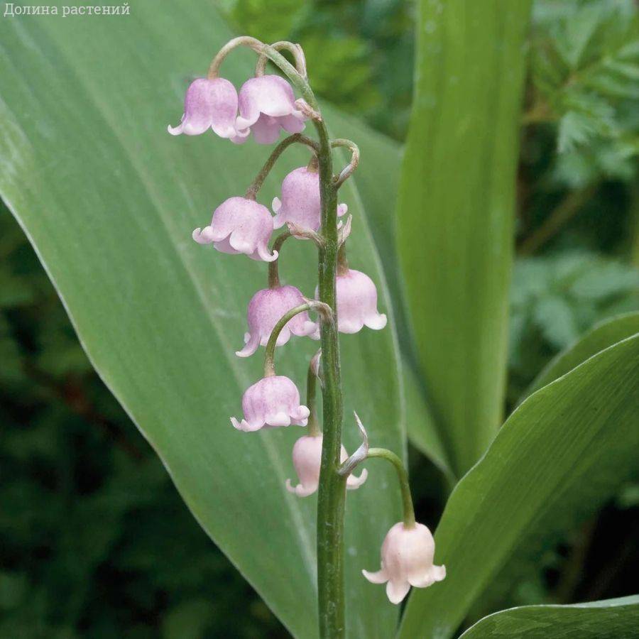 Ландыш майский Брайдал Чойс - Dolinasad.by