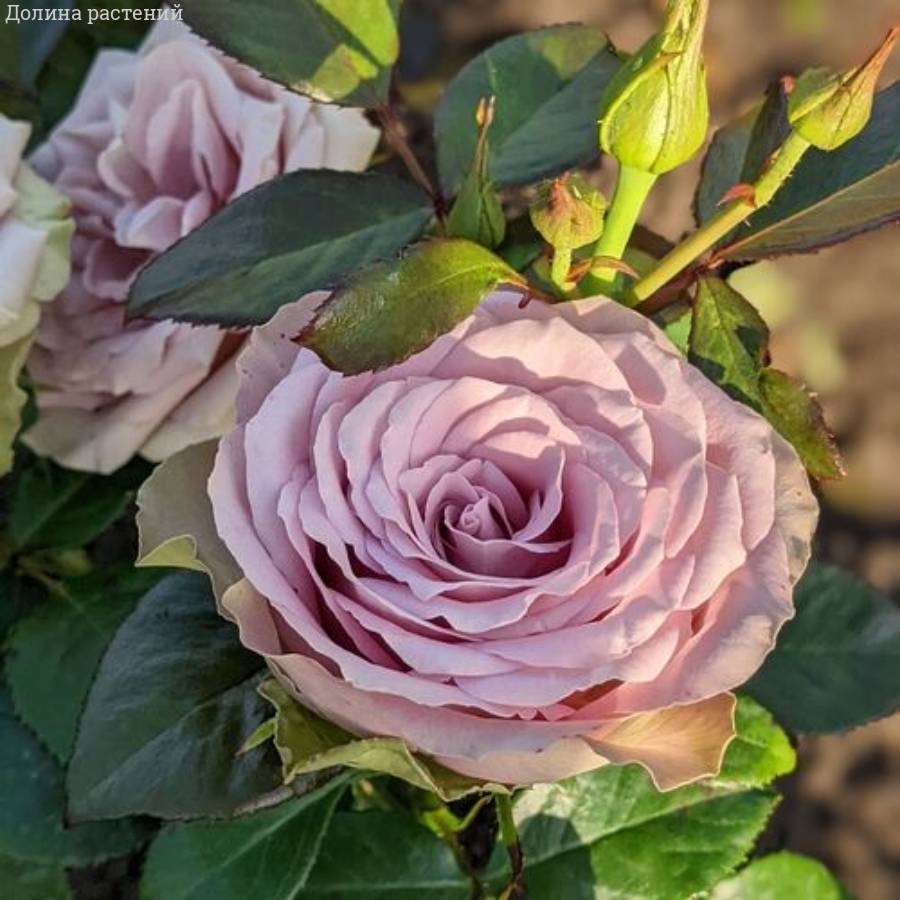 Роза Тиара - Dolinasad.by