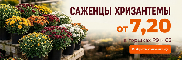 хризантема акция