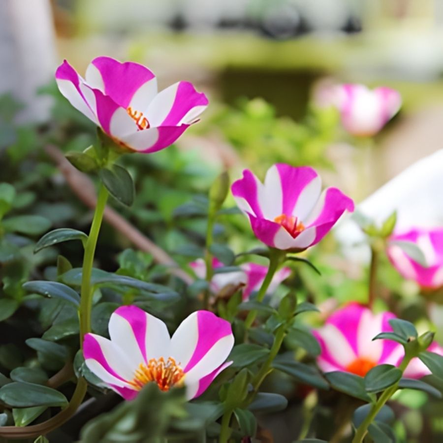 Портулак Капкейк Пурпл - Dolinasad.by