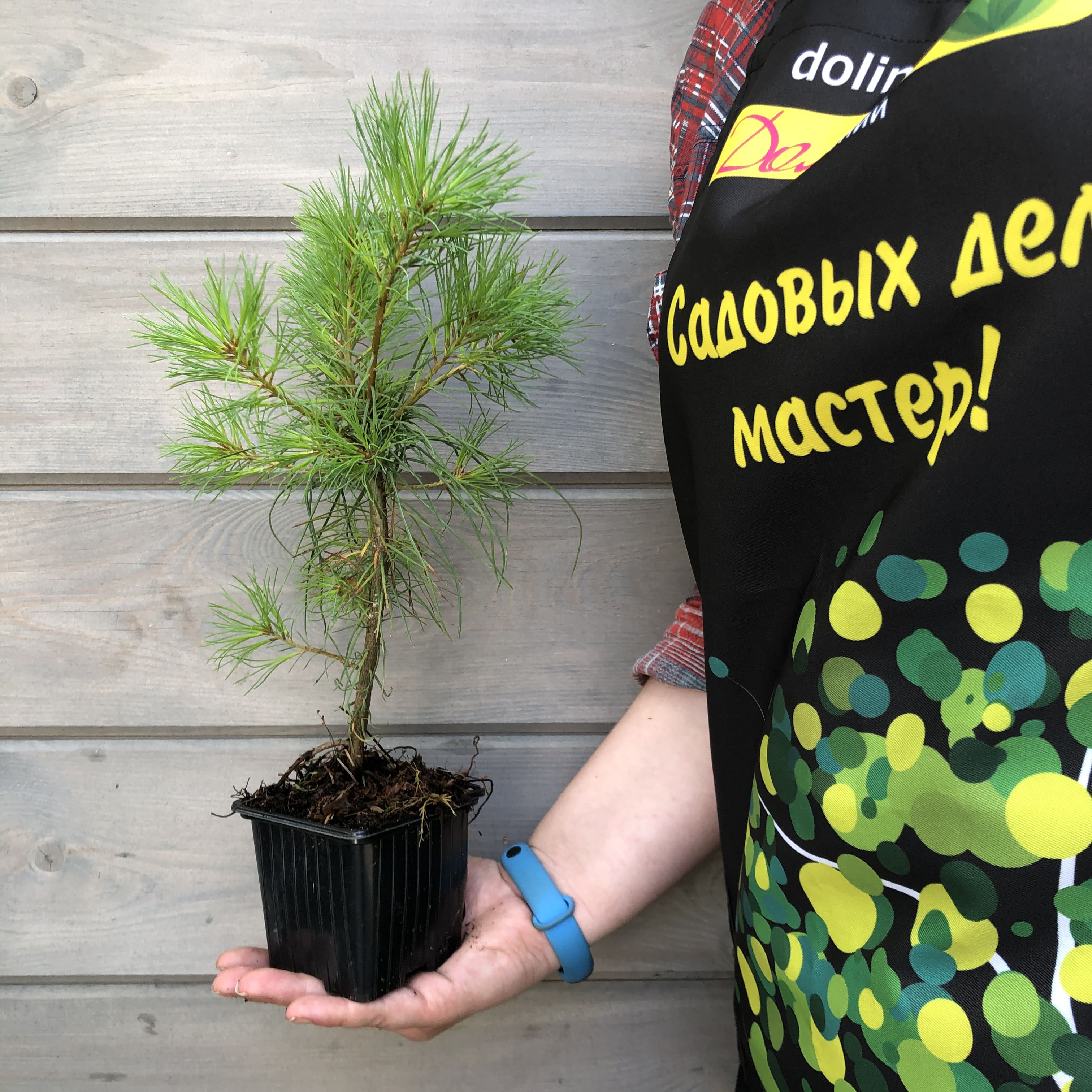 Сосна Веймутова, С3 - Dolinasad.by