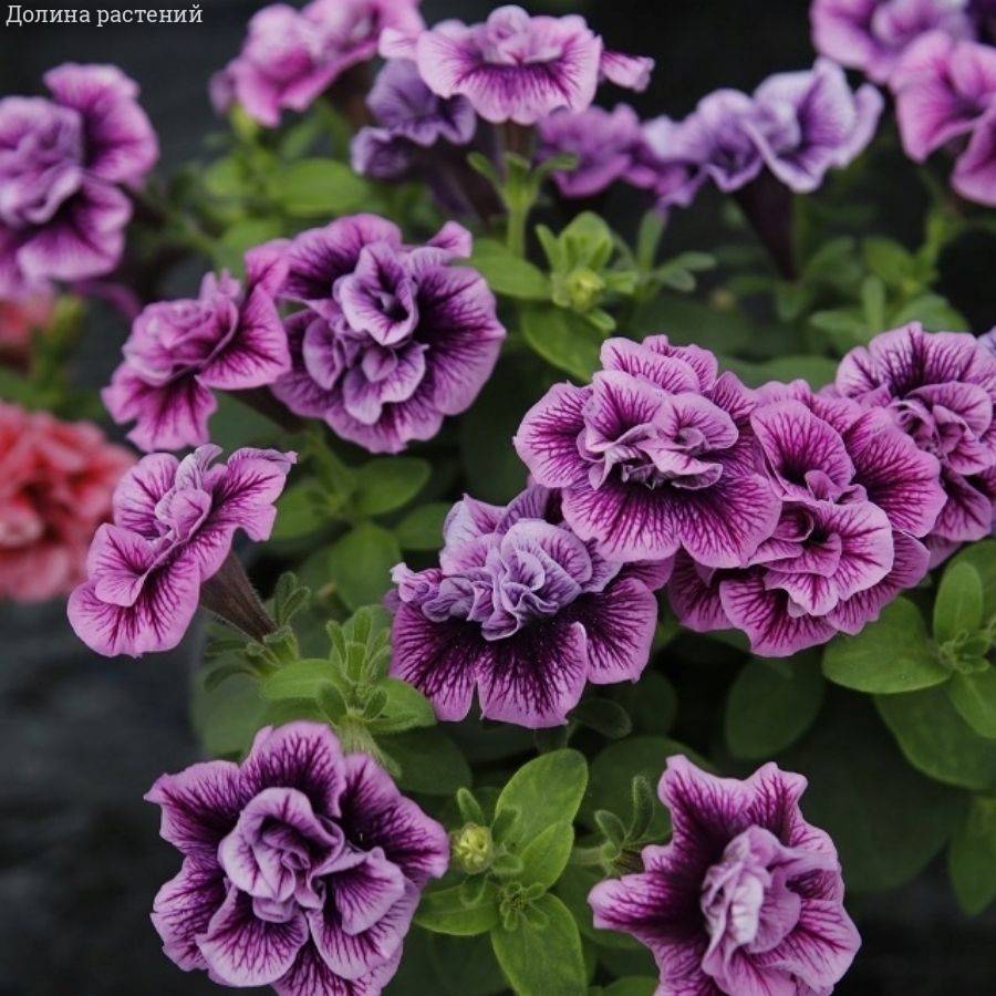 Петуния Свитсаншайн Компат Хот Пинк Вейнс - Dolinasad.by