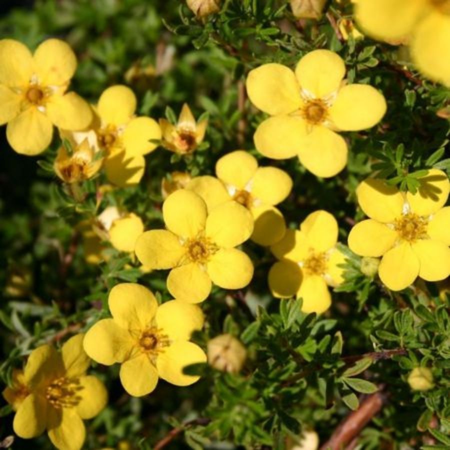 Лапчатка кустарниковая Голдстар, С1,5 - Dolinasad.by