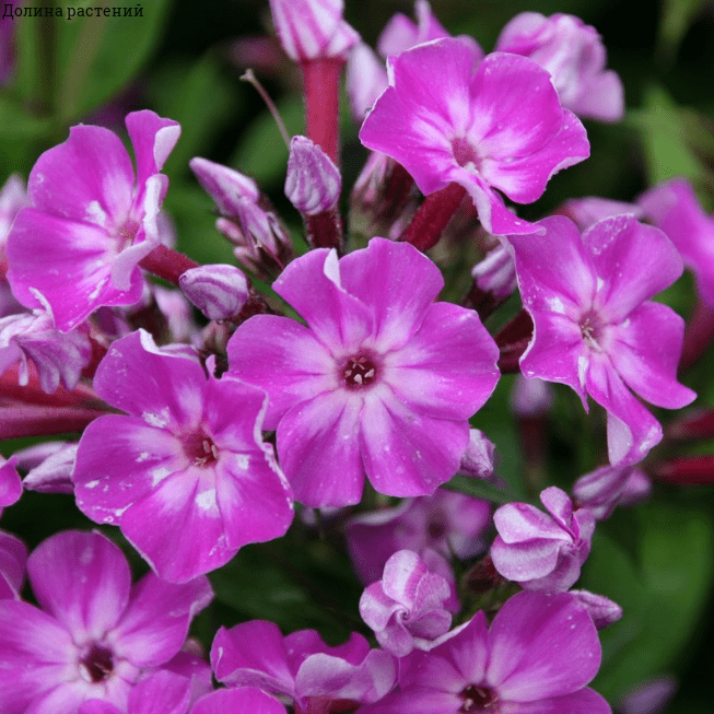 Флокс метельчатый Флейм Про Виолет Шарм , С1,5 фото