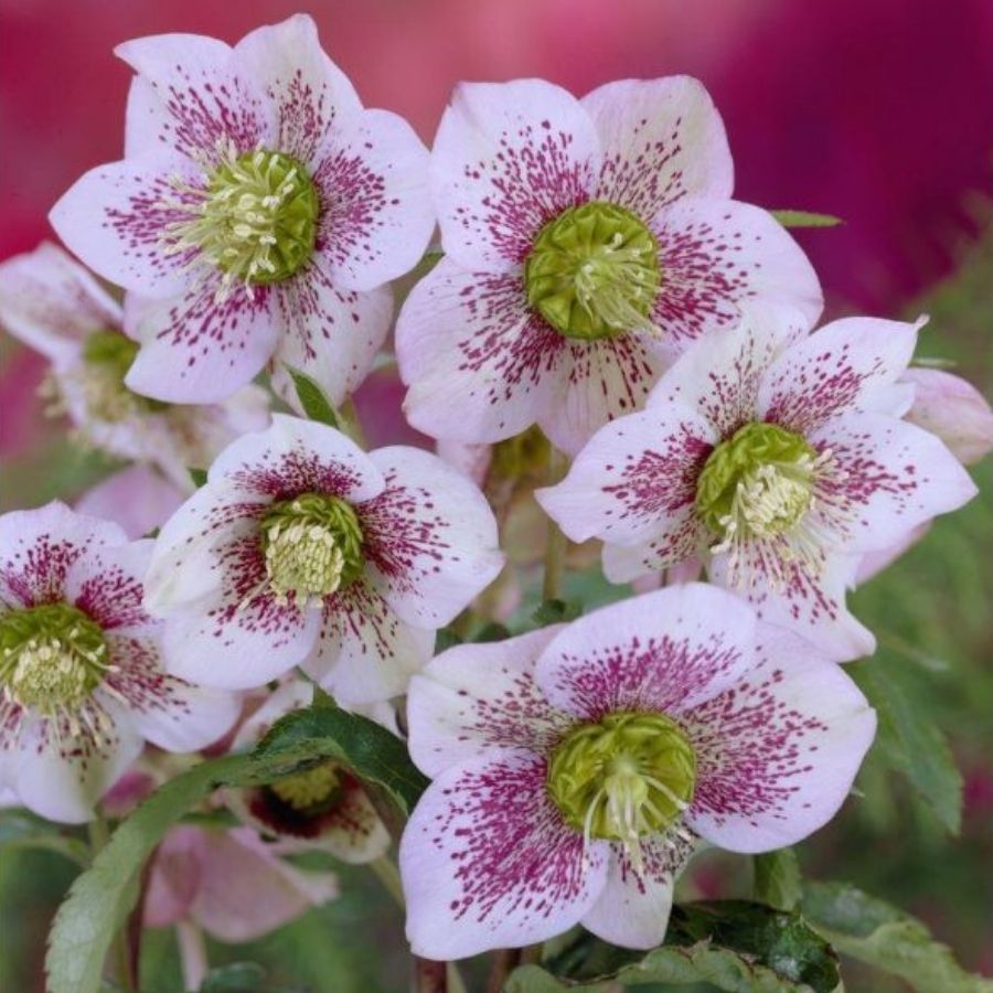 Морозник Претти Эллен Спотепд - Dolinasad.by