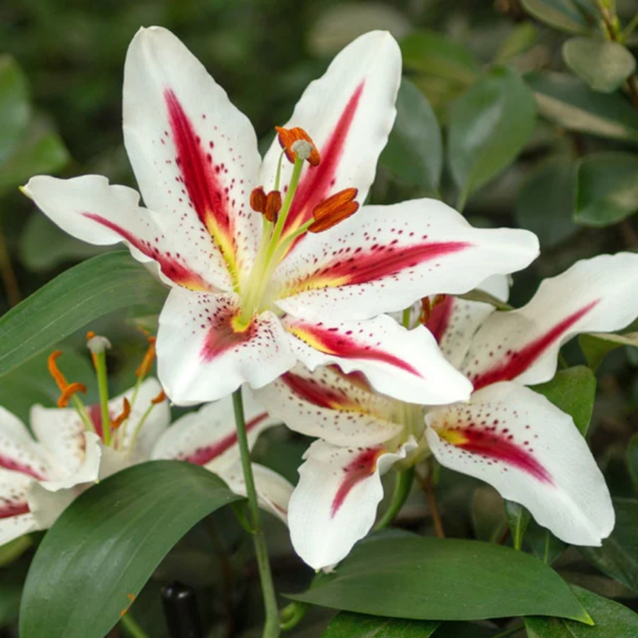 Лилия Биг Смайл - Dolinasad.by