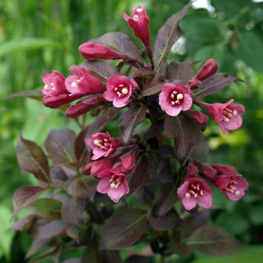Вейгела цветущая Танго, С3 - Dolinasad.by