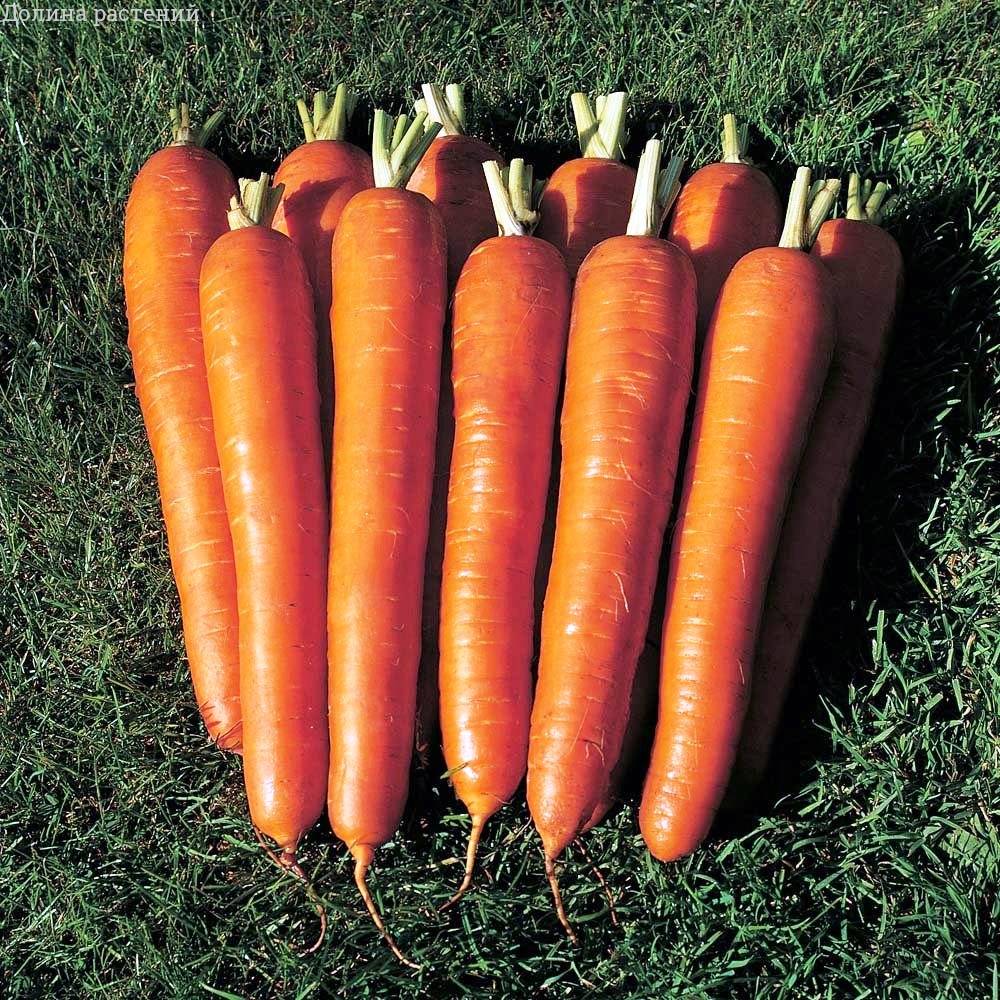 Морковь гранулированн. Император фото