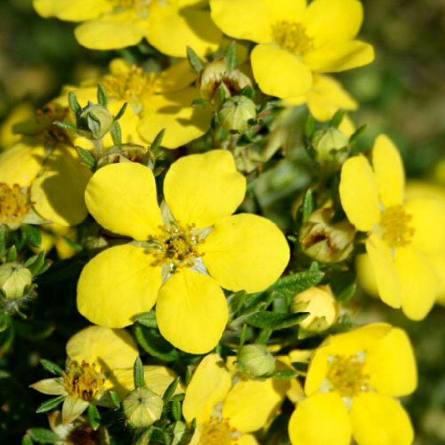 Лапчатка кустарниковая Голдтеппич, С1,5 - Dolinasad.by