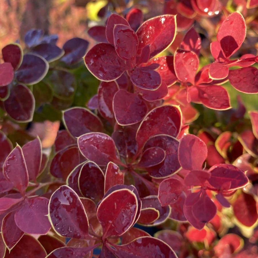 Барбарис Тунберга Чикита, С2 - Dolinasad.by