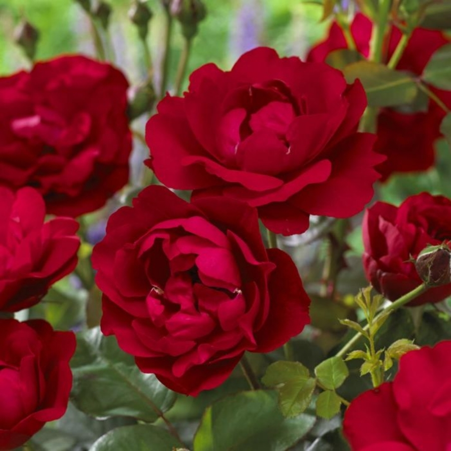 Роза штамбовая Нина Вейбул - Dolinasad.by