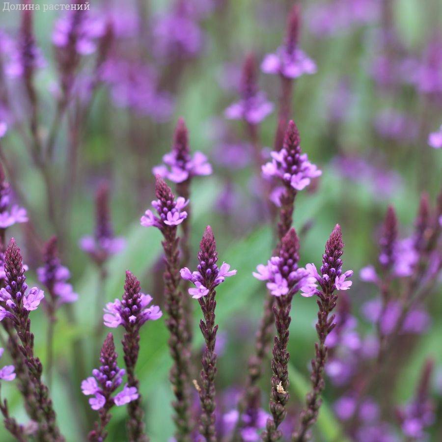 Вербена копьевидная Блю Спайрс - Dolinasad.by