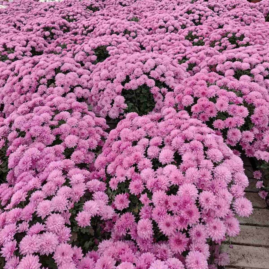 Хризантема мультифлора Пинк - Dolinasad.by