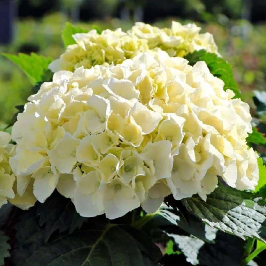 Гортензия крупнолистная Хай Кристал Пэлас, С2 - Dolinasad.by