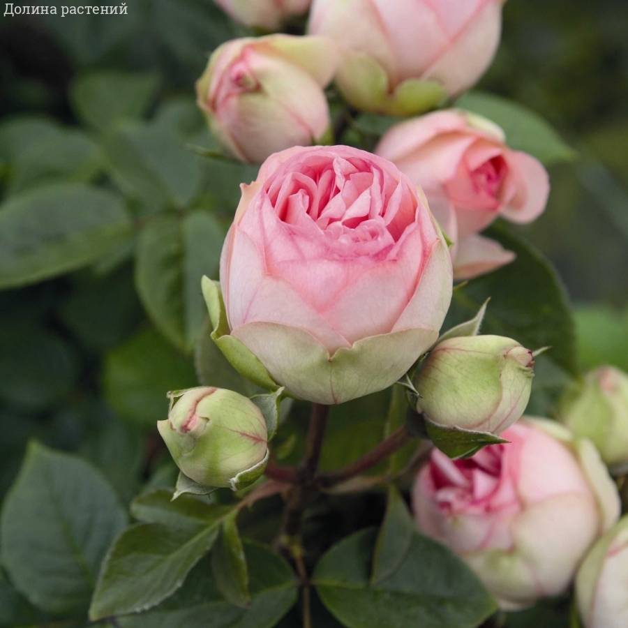 Роза Чарминг Пиано - Dolinasad.by