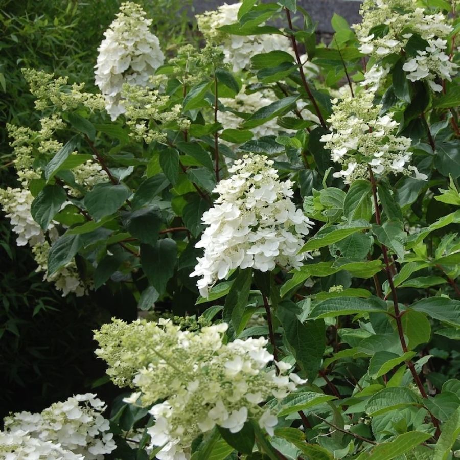 Гортензия метельчатая Киушу, С3 - Dolinasad.by