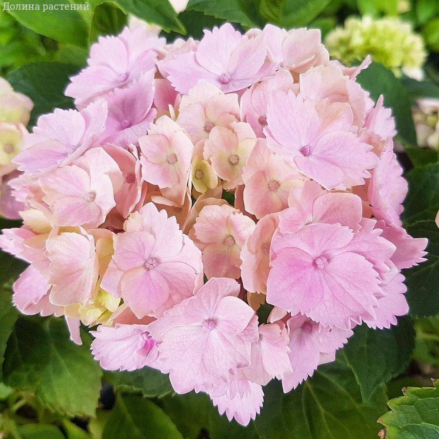 Гортензия крупнолистная Пинк Сенсейшн, С2 - Dolinasad.by