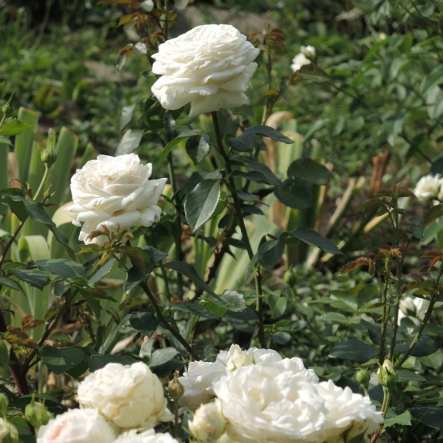 Роза Корснода - Dolinasad.by