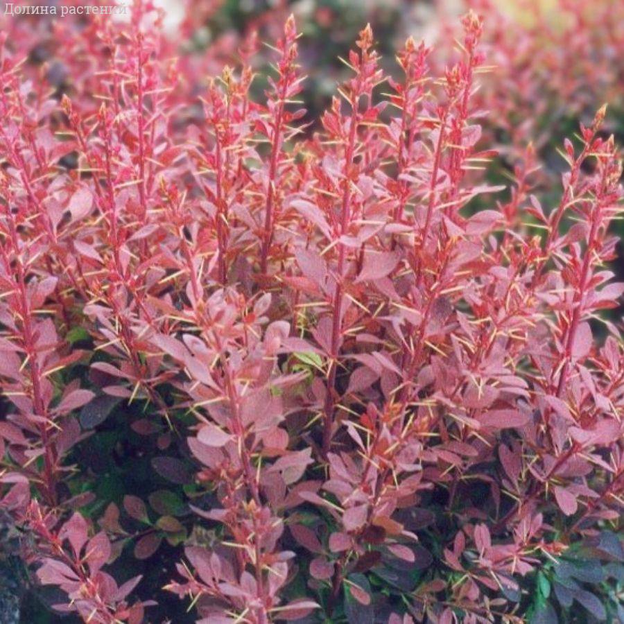 Барбарис оттавский Аурикома, С2 - Dolinasad.by