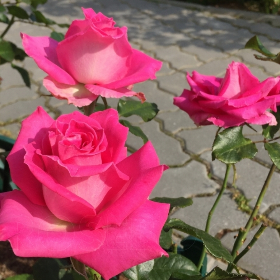 Роза Топаз - Dolinasad.by