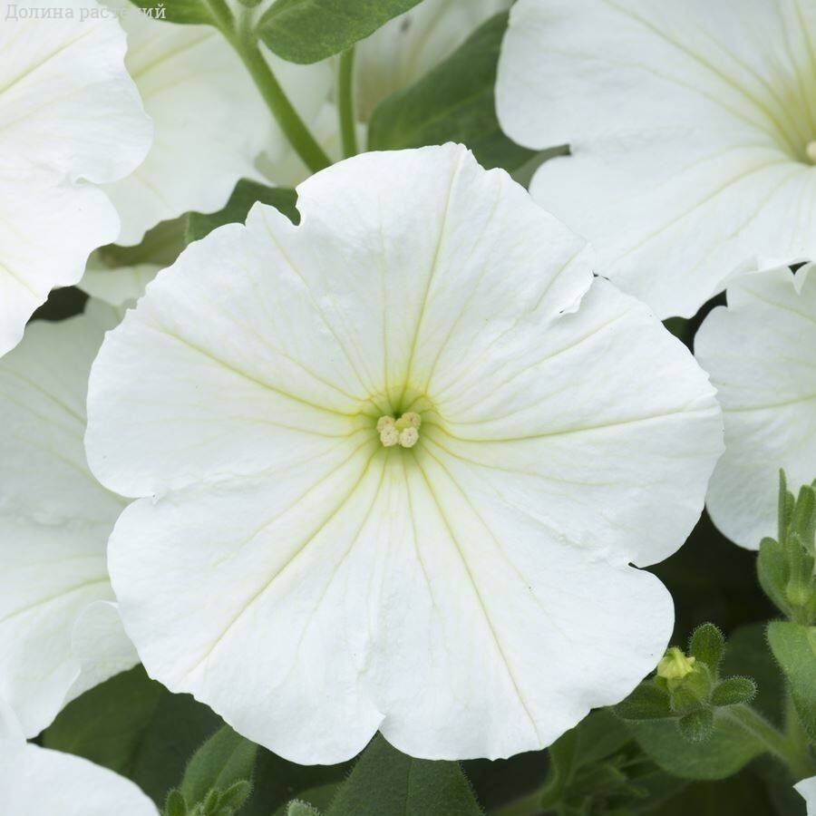 Петуния Оватион Вайт - Dolinasad.by