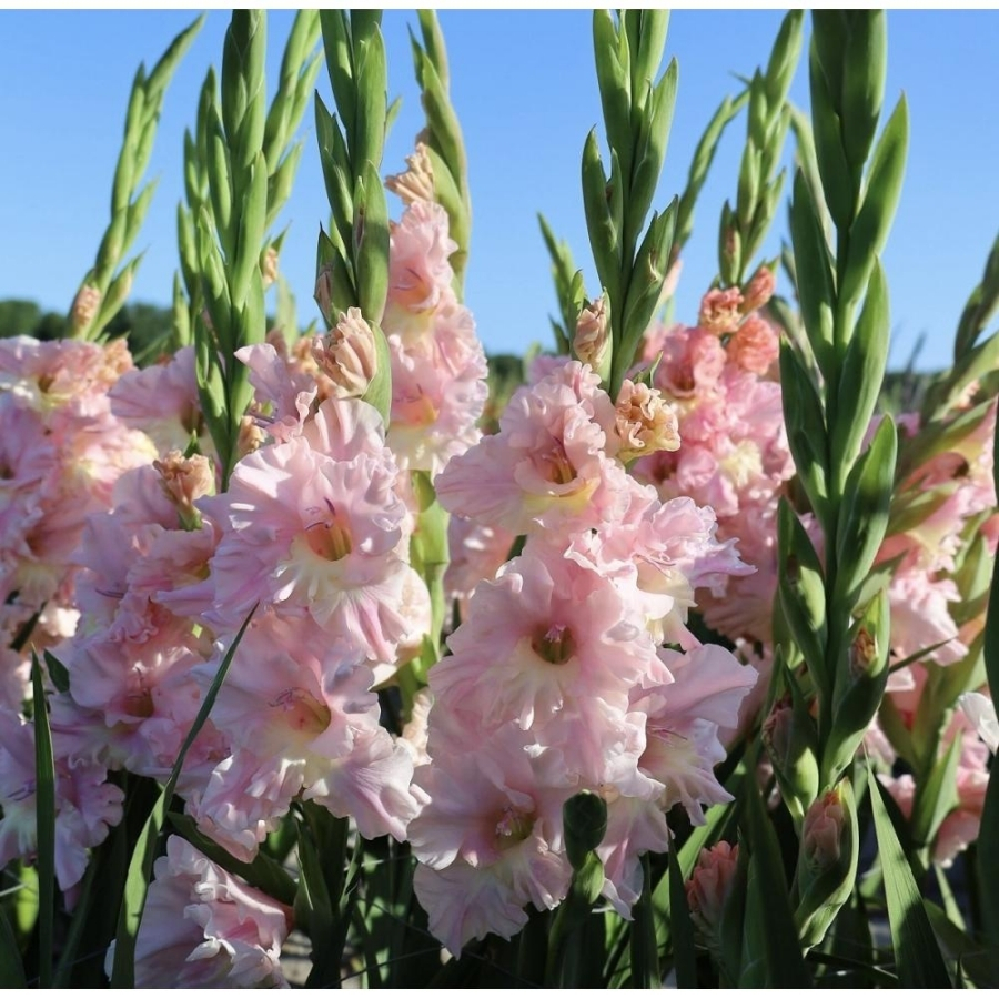 Гладиолус Розовая молния - Dolinasad.by