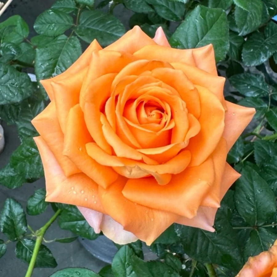 Роза Кингс Дей - Dolinasad.by