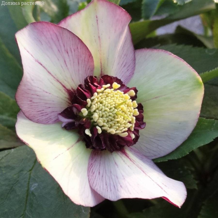 Морозник Анемон Пикоти Ред - Dolinasad.by