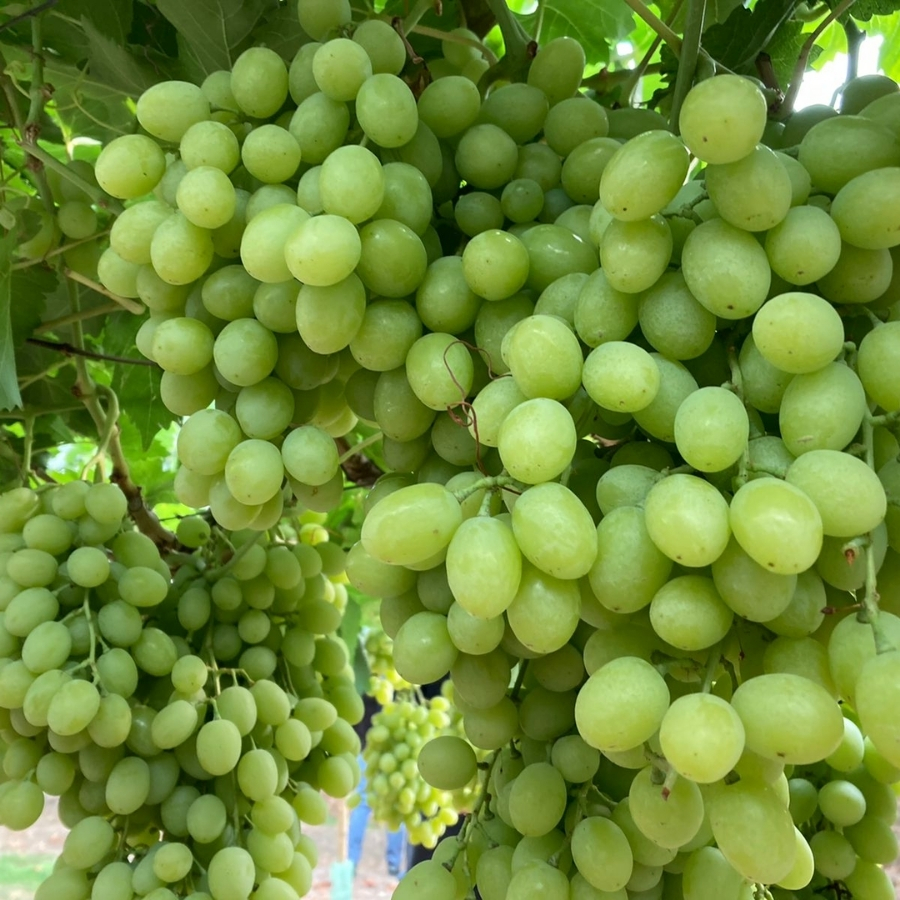 Виноград Регал - Dolinasad.by