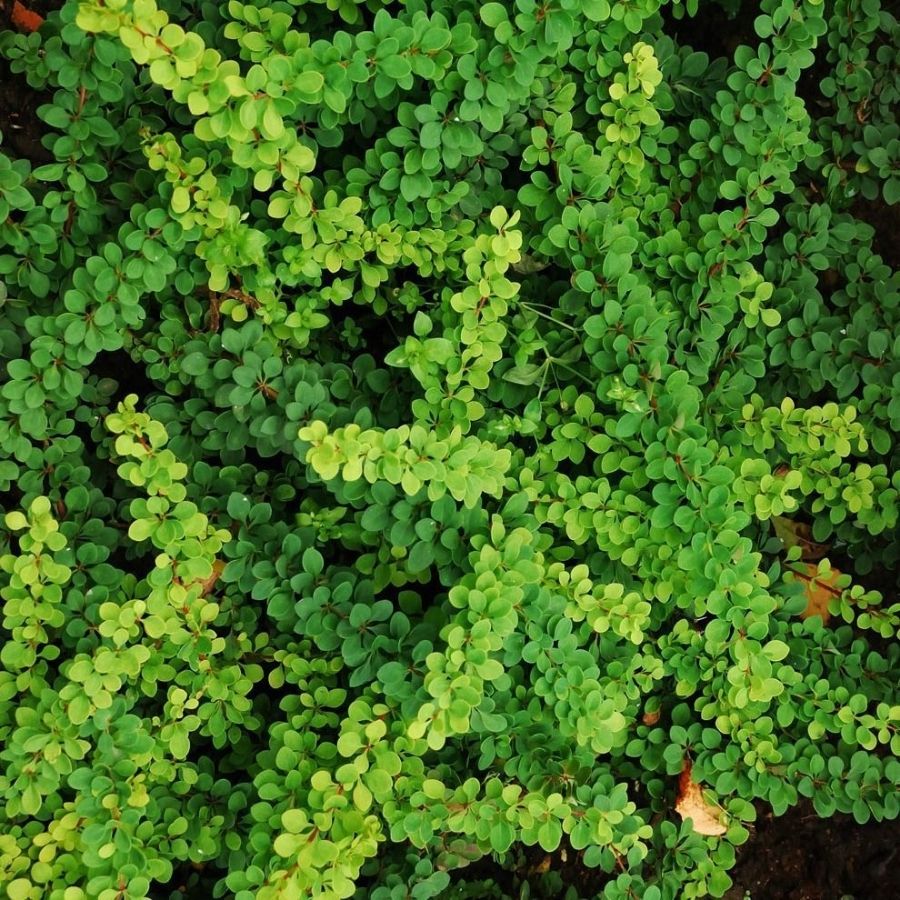 Барбарис Тунберга Грин Орнамент, С2 - Dolinasad.by