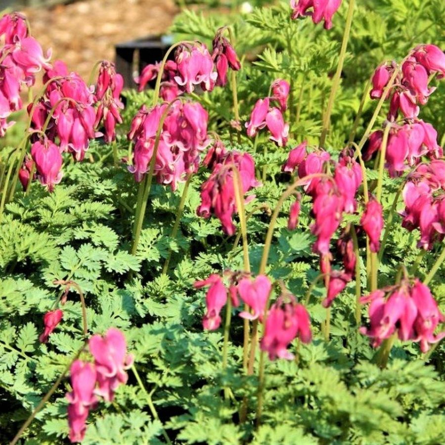 Дицентра формоза Адриан Блум - Dolinasad.by