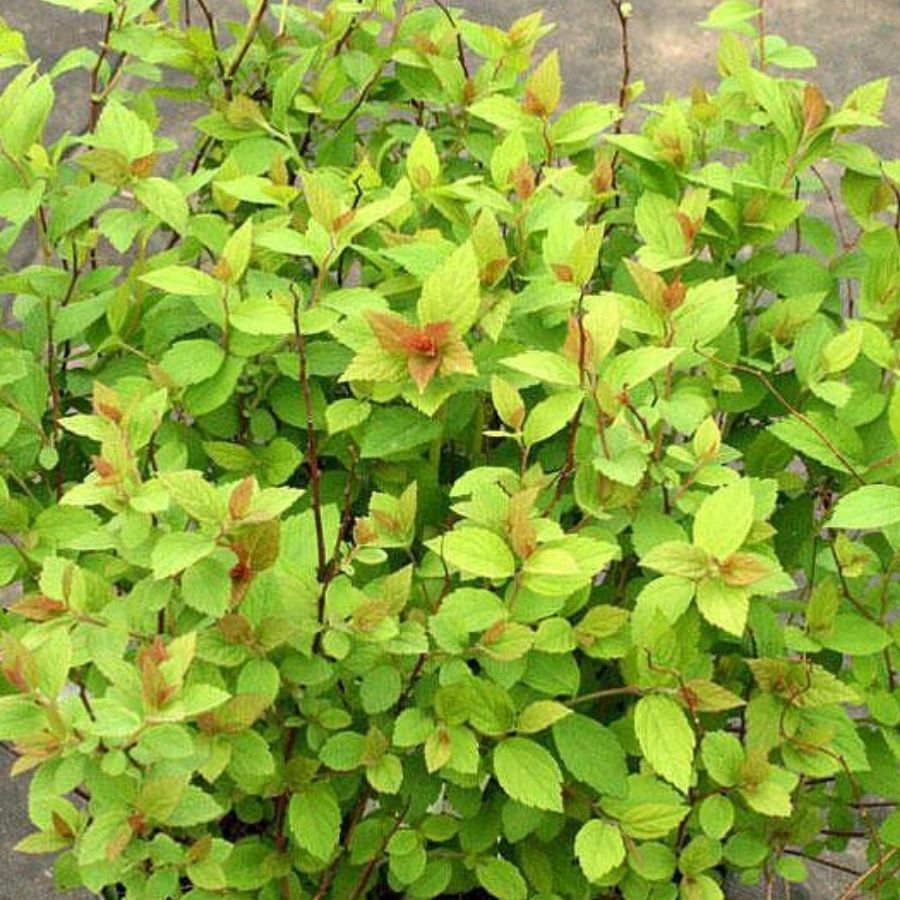 Спирея японская Манон, С2 - Dolinasad.by