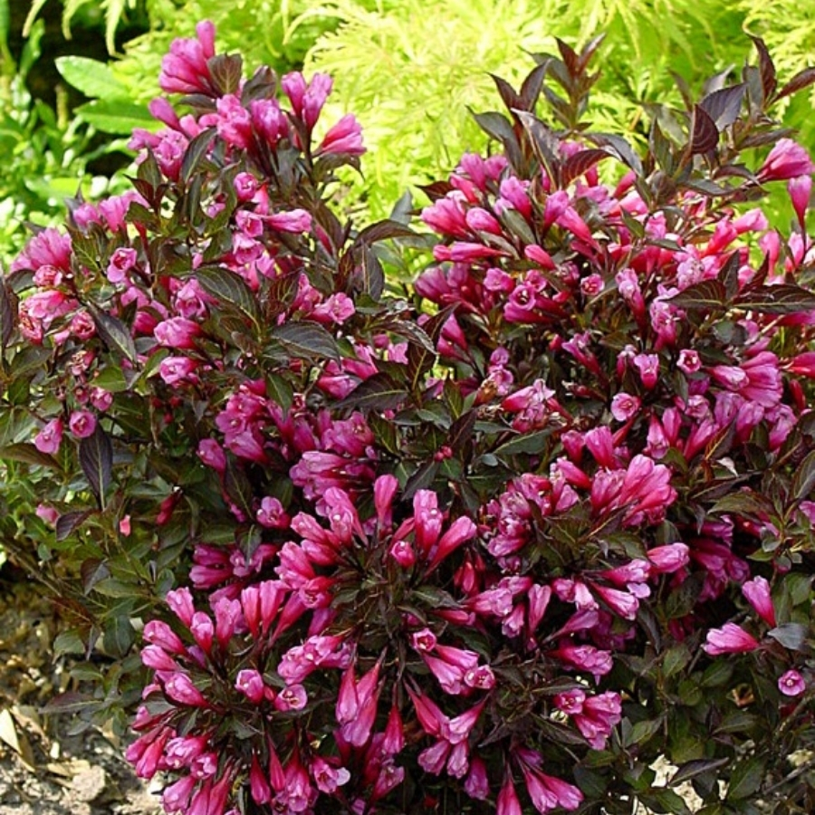 Вейгела цветущая Блэк Руби - Dolinasad.by