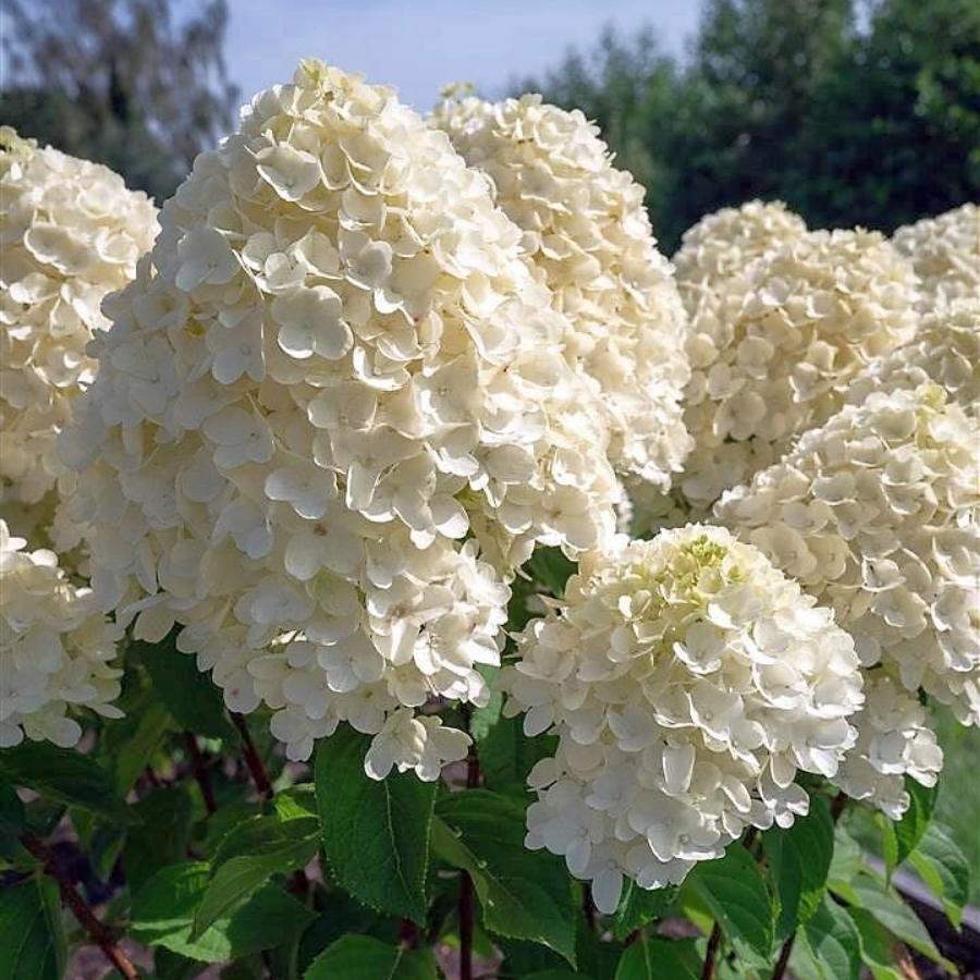 Гортензия метельчатая Саммер Сноу, С2 - Dolinasad.by