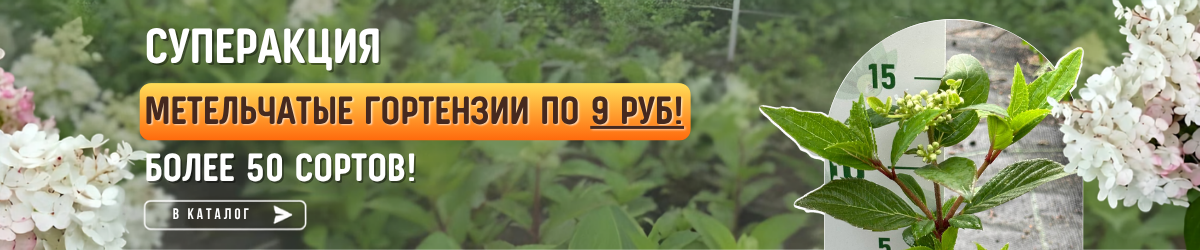 гортензии по 9