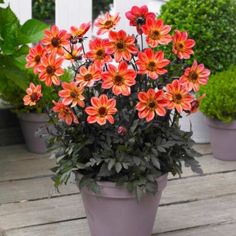 Георгина Хэппи Дэйс Ред Флэйм - Dolinasad.by