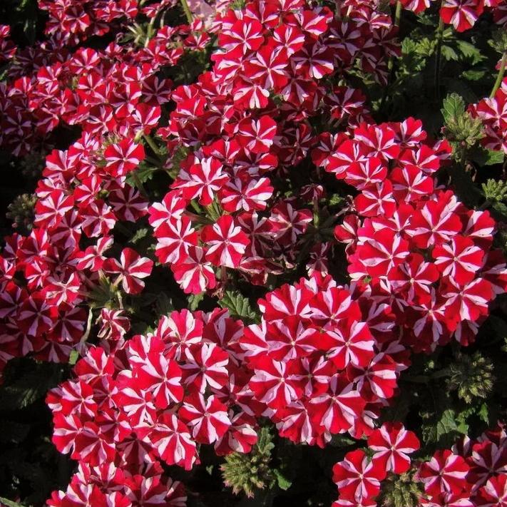 Вербена Дип Ред Стар - Dolinasad.by