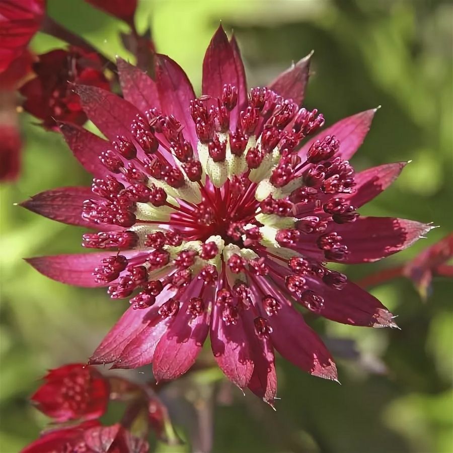 Астранция Дарк Шайни Айз - Dolinasad.by