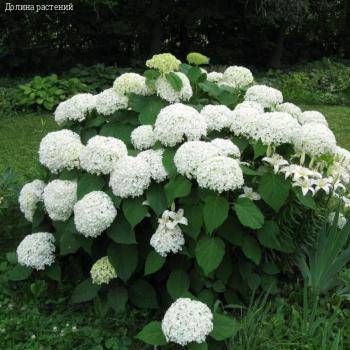 Гортензия древовидная Аннабель, С2 - Dolinasad.by