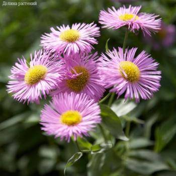 Мелколепестник (эригерон) Роза Джуэл - Dolinasad.by